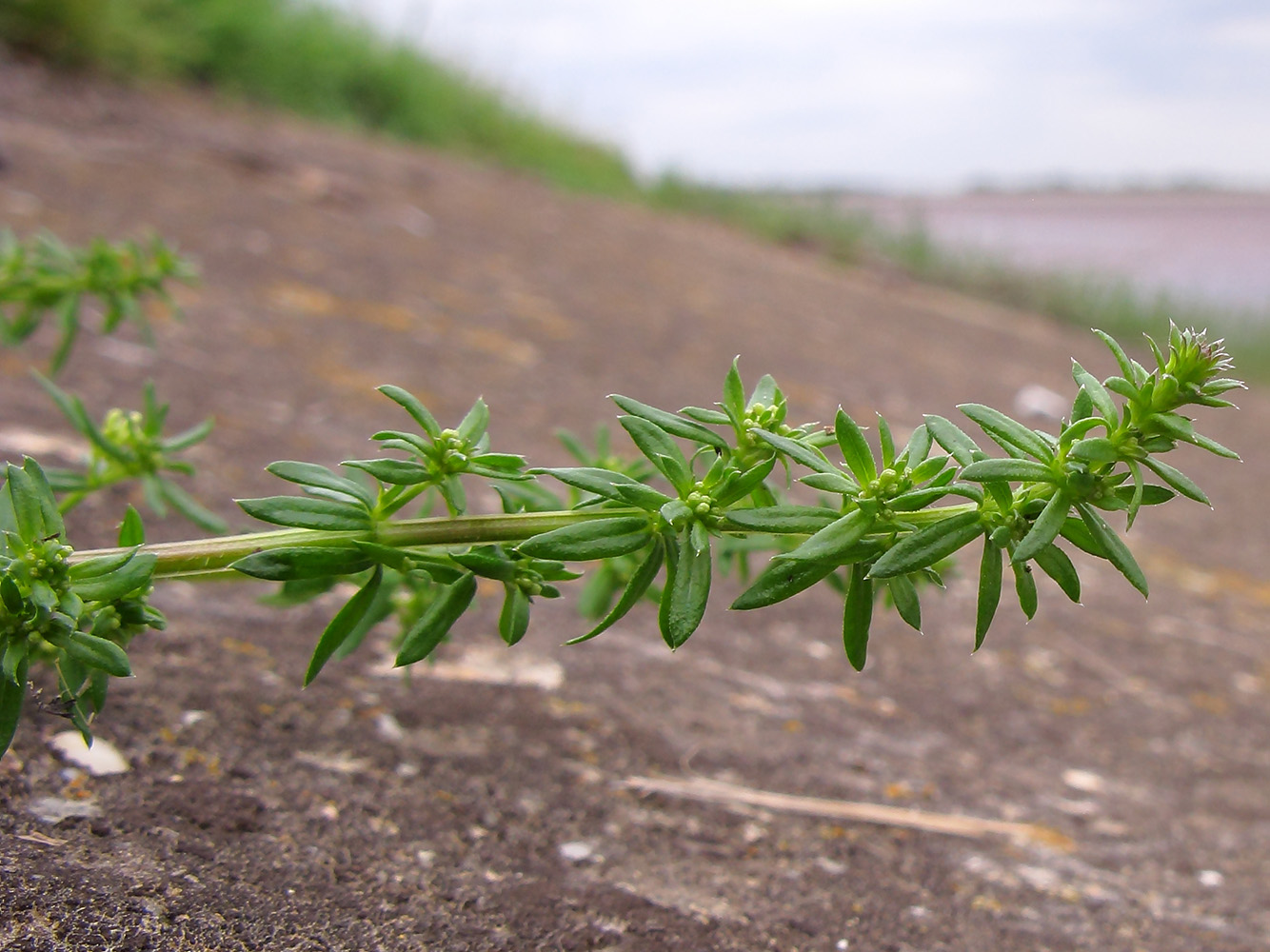 Image of Galium humifusum specimen.