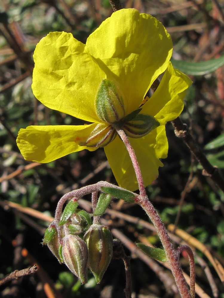 Image of Helianthemum ovatum specimen.