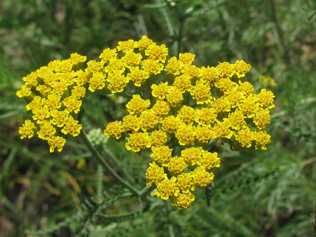 Image of Achillea leptophylla specimen.