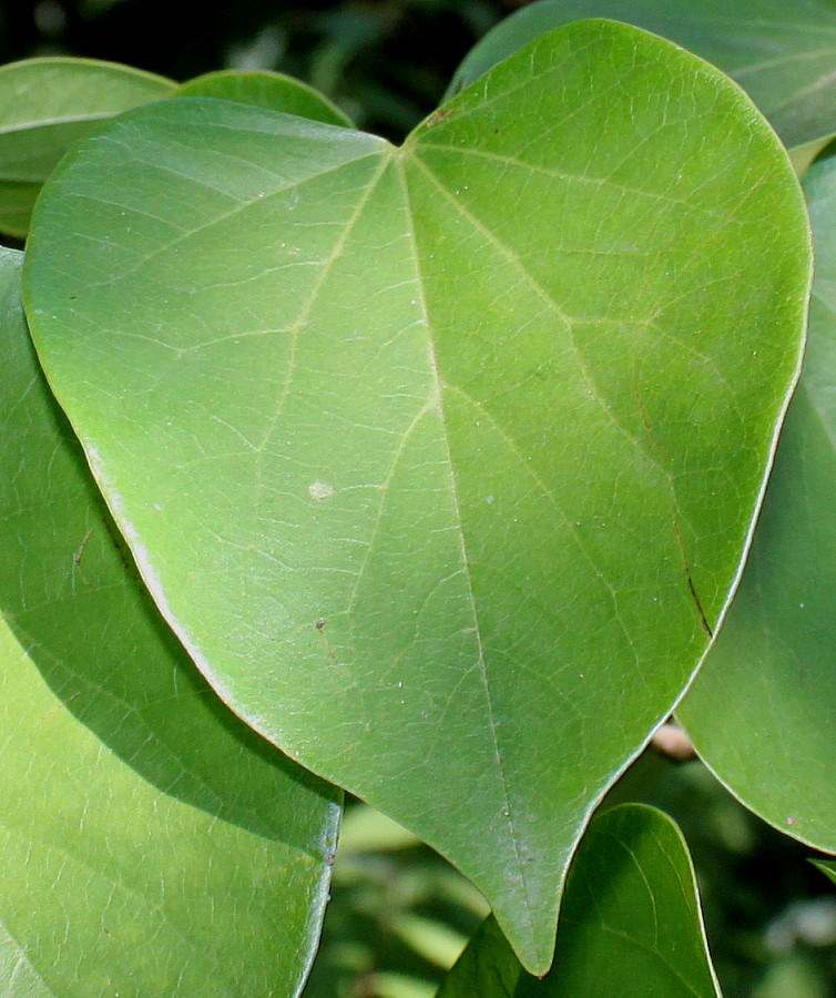 Image of Cercis chinensis specimen.