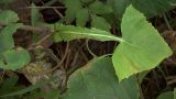 Sonchus oleraceus. Лист. Курская обл., г. Железногорск, на пустыре. 28 июля 2007 г.