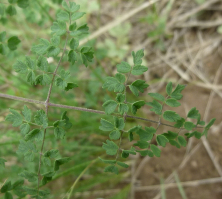 Image of Thalictrum foetidum specimen.