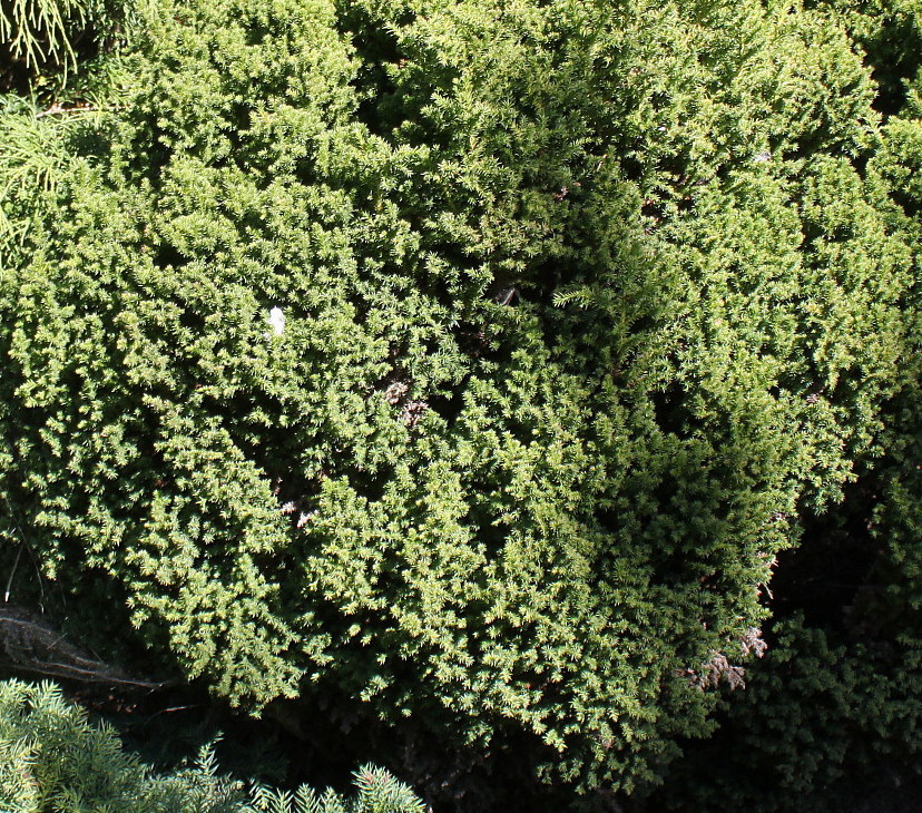 Image of Cryptomeria japonica specimen.