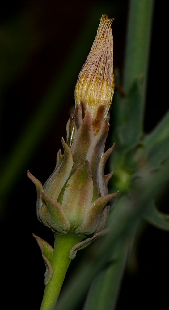 Изображение особи Launaea mucronata.