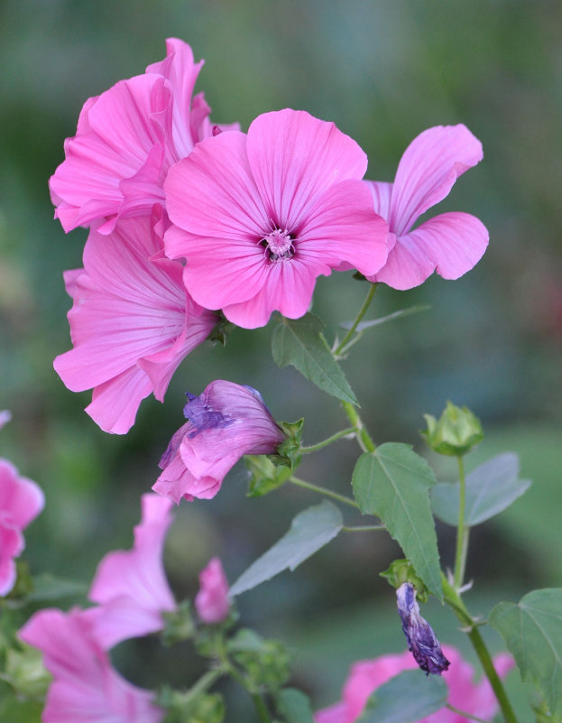 Image of Malva trimestris specimen.