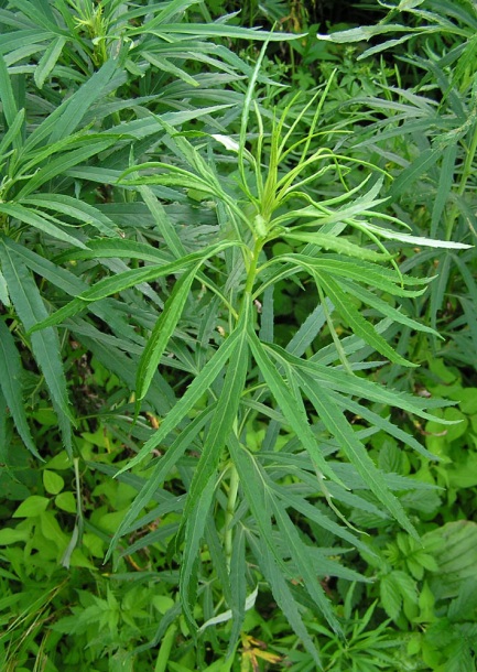 Image of Artemisia selengensis specimen.