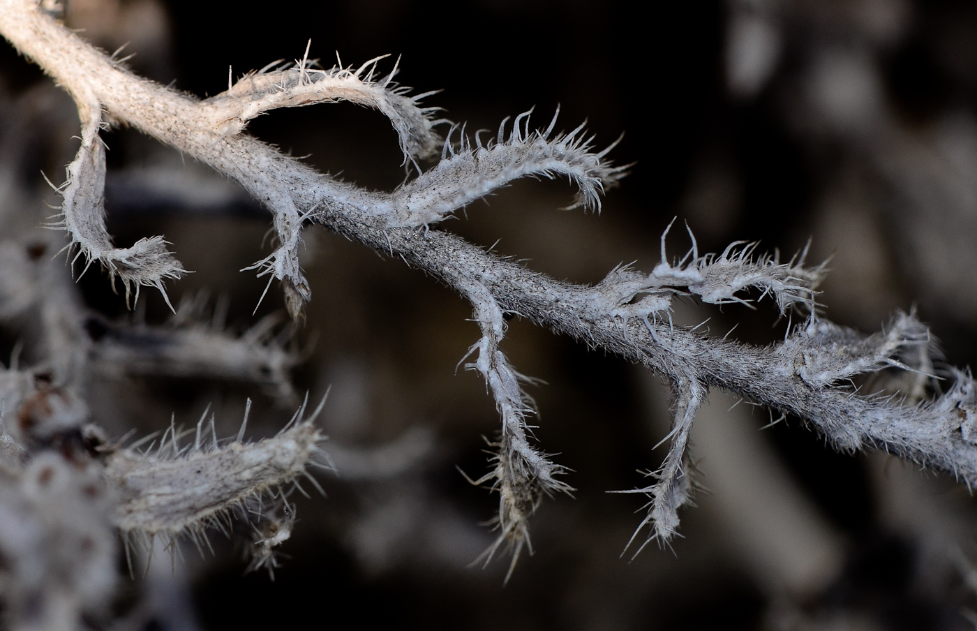 Image of Moltkiopsis ciliata specimen.