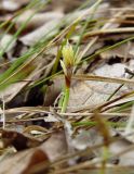 Carex humilis