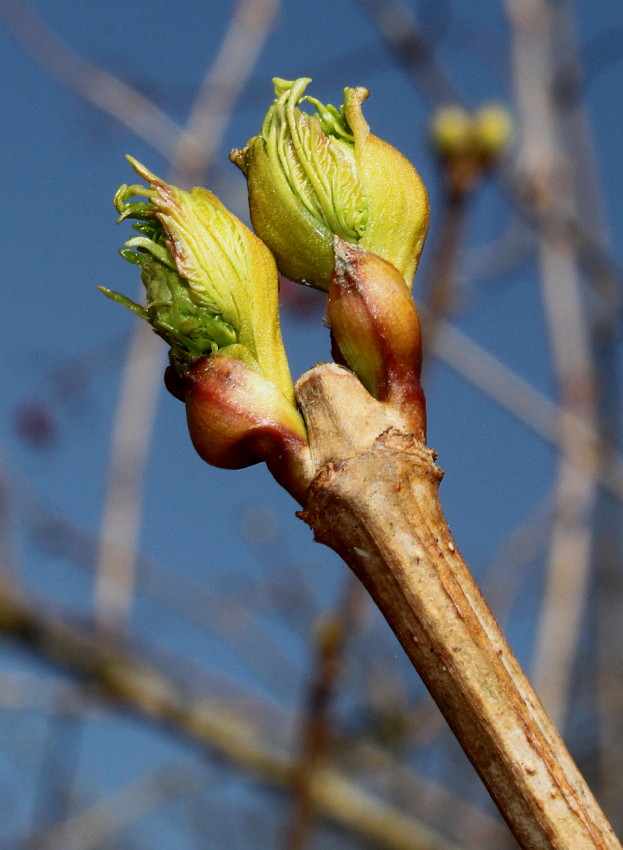 Image of genus Viburnum specimen.