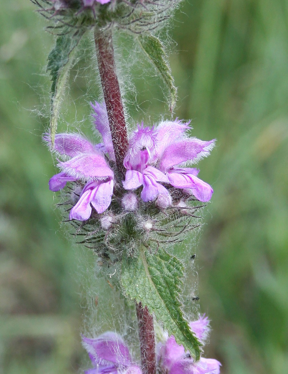 Image of Phlomoides tuberosa specimen.