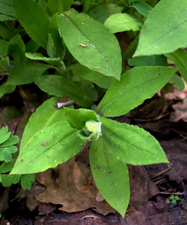 Изображение особи Pulmonaria rubra.