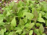 Lamium barbatum. Молодые побеги. Хабаровский край, Ванинский р-н, окр. пос. Высокогорный. 10.05.2014.