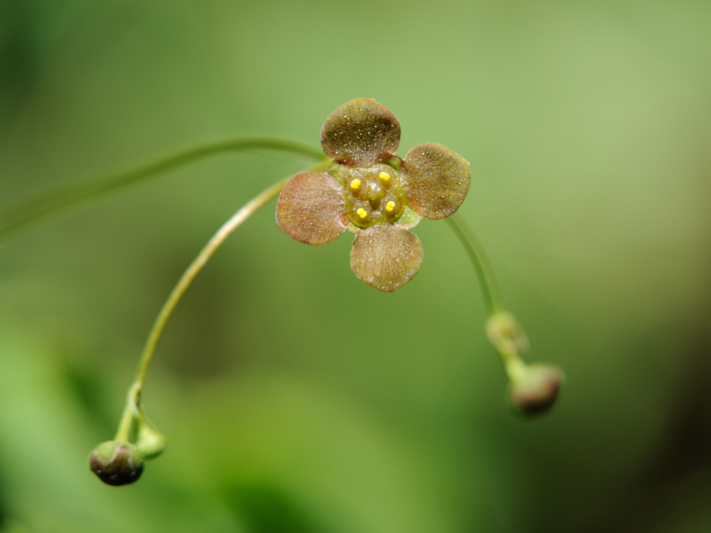 Image of Euonymus verrucosus specimen.