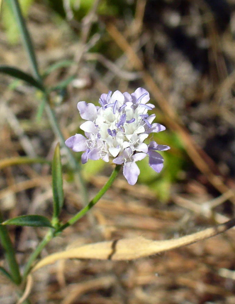 Image of Cephalaria transsylvanica specimen.