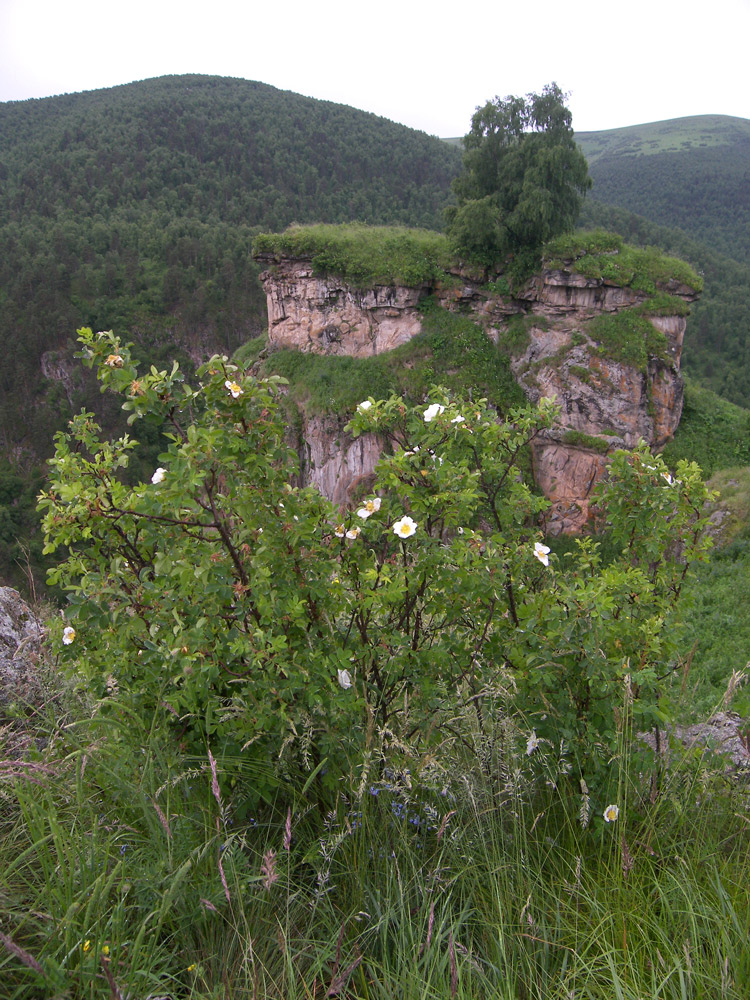 Image of Rosa spinosissima specimen.