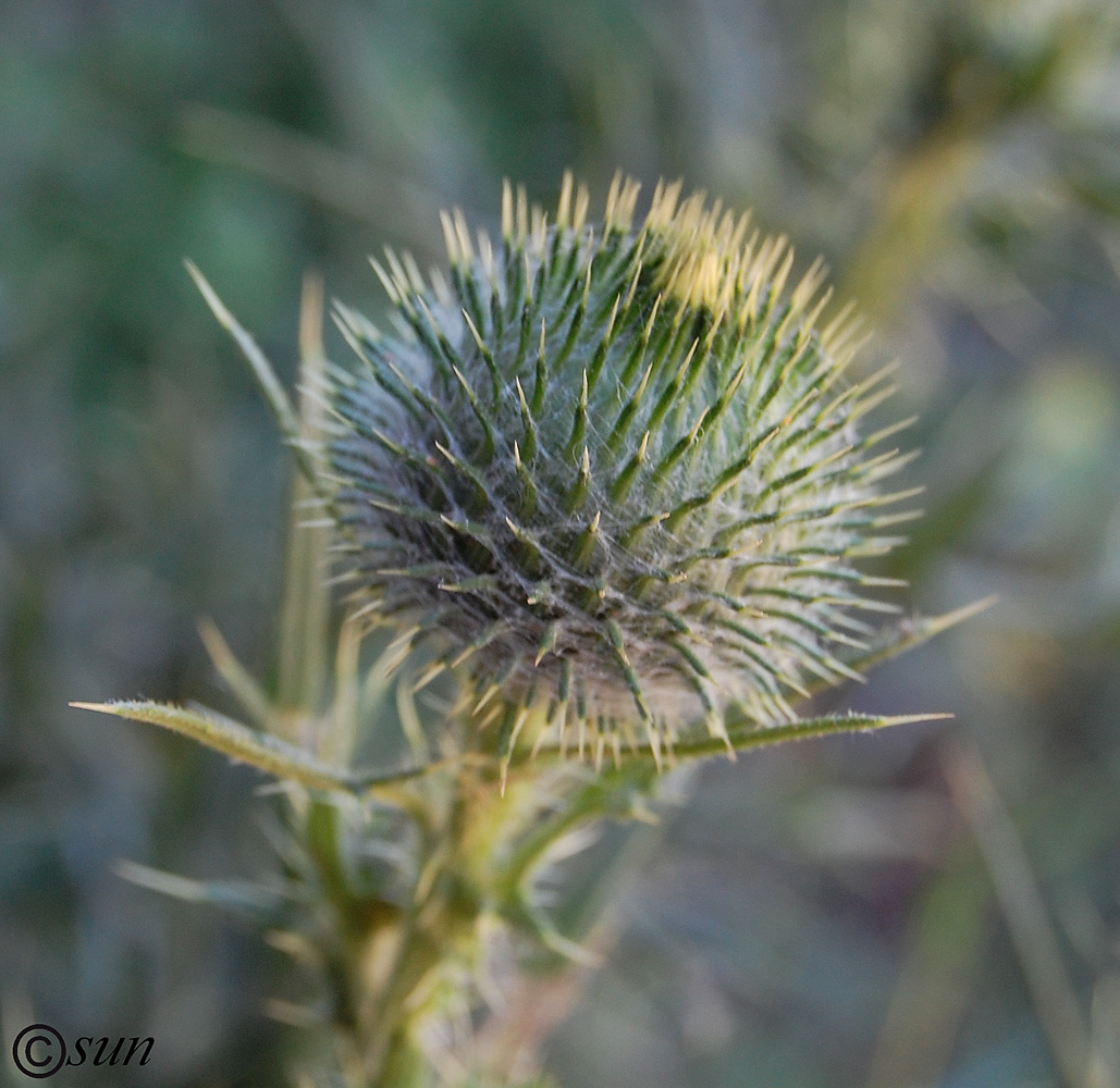 Image of Cirsium vulgare specimen.