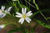 Stellaria holostea