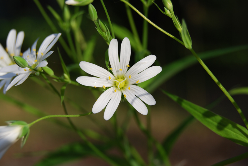 Image of Stellaria holostea specimen.