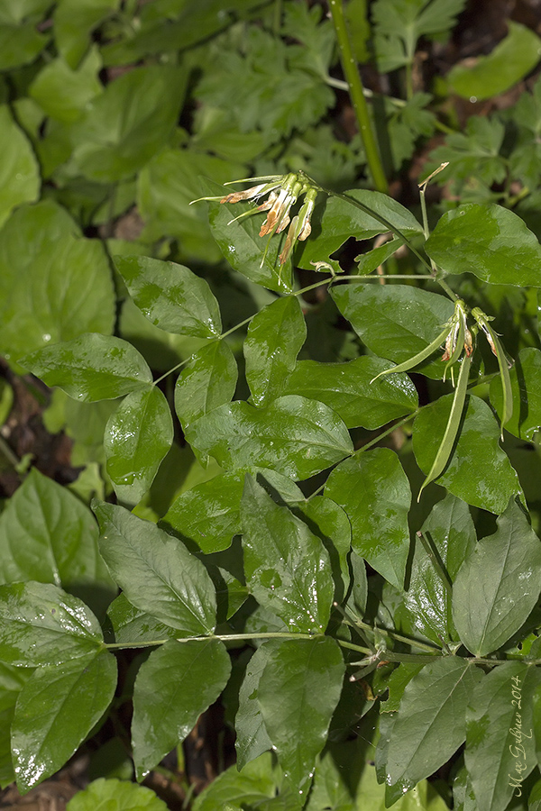 Изображение особи Lathyrus aureus.