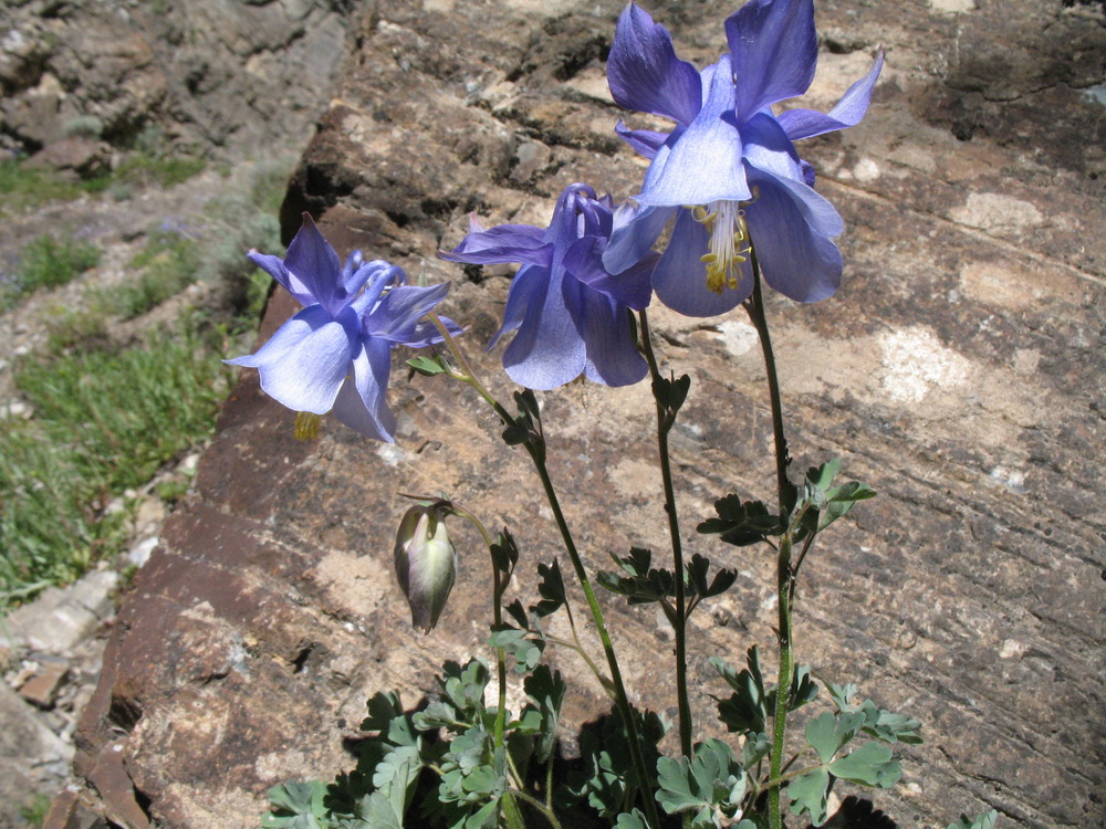 Изображение особи Aquilegia vitalii.