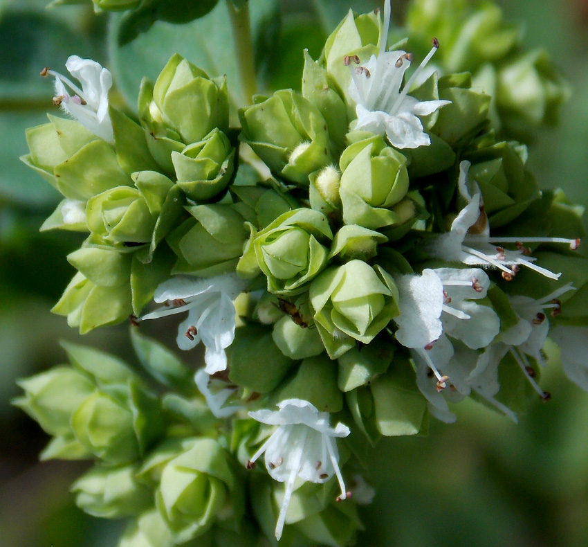 Image of Origanum vulgare ssp. viride specimen.