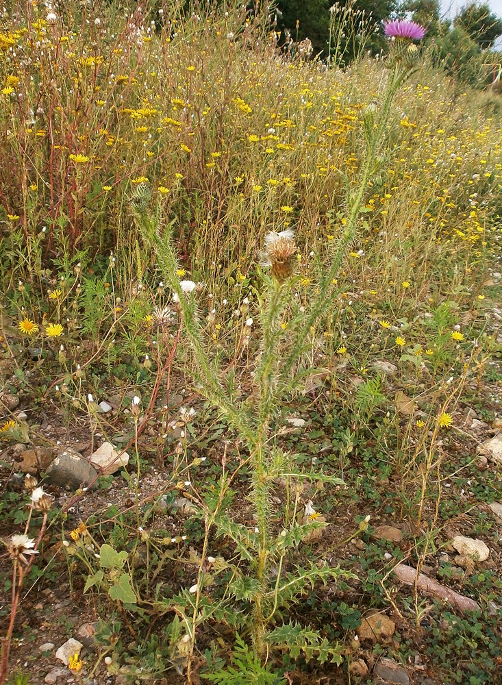 Изображение особи Carduus acanthoides.