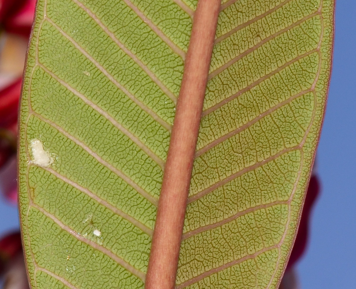 Image of Plumeria rubra specimen.