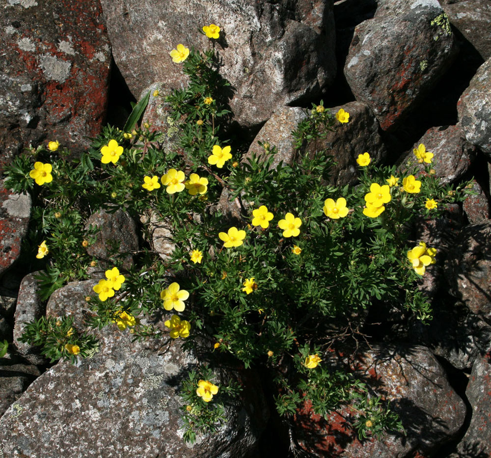 Image of Dasiphora fruticosa specimen.