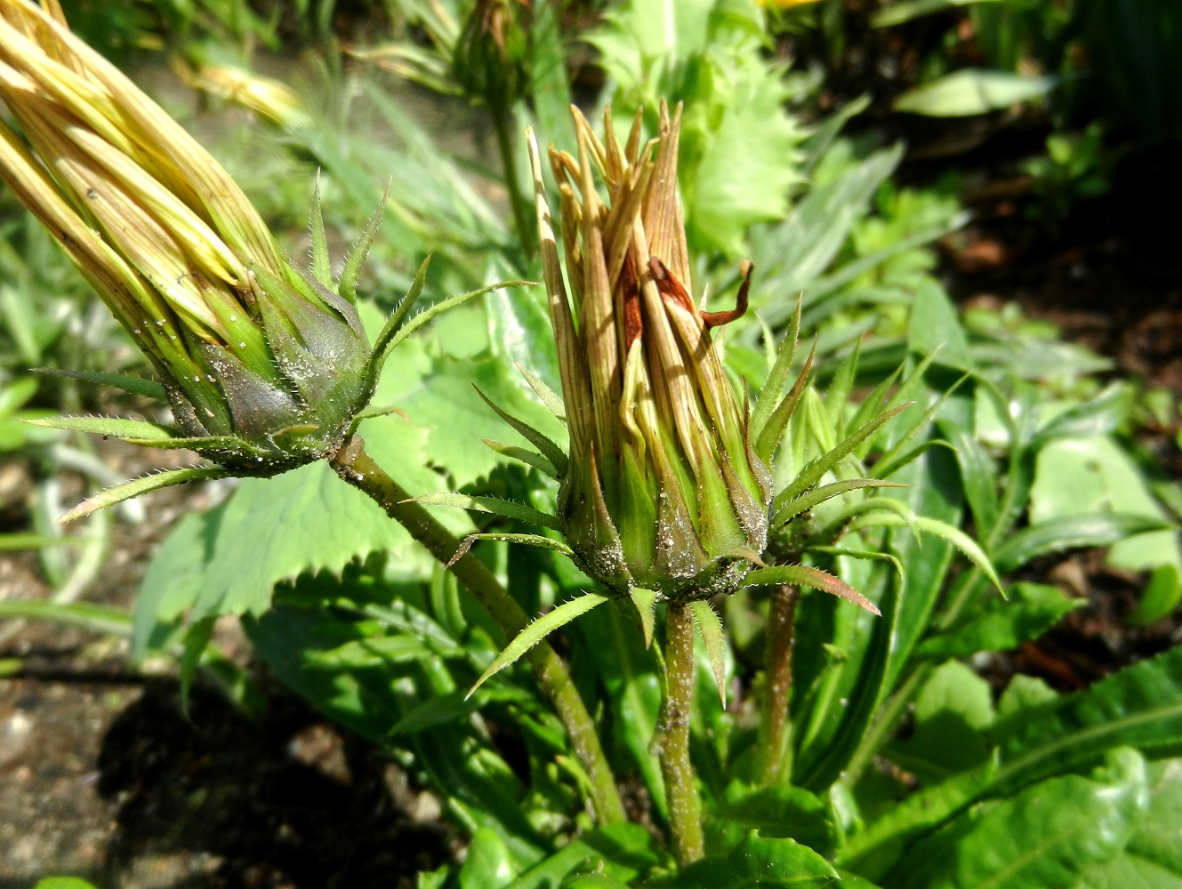 Image of Gazania rigens specimen.