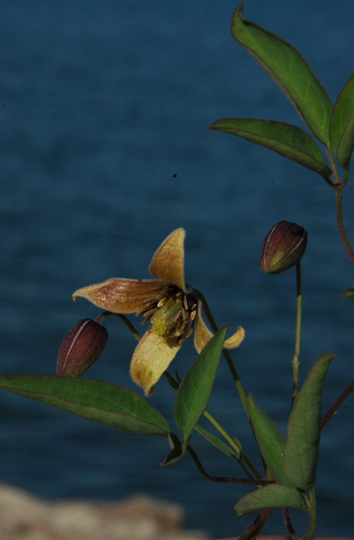 Image of Clematis orientalis specimen.