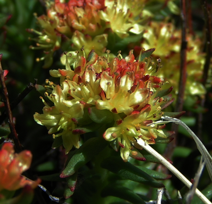 Image of Rhodiola quadrifida specimen.