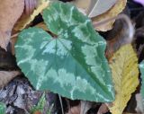 Cyclamen hederifolium