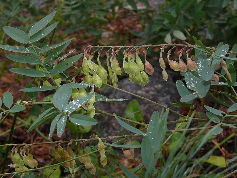 Image of Hedysarum alpinum specimen.