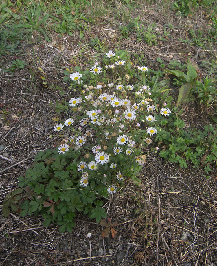 Image of Erigeron annuus specimen.