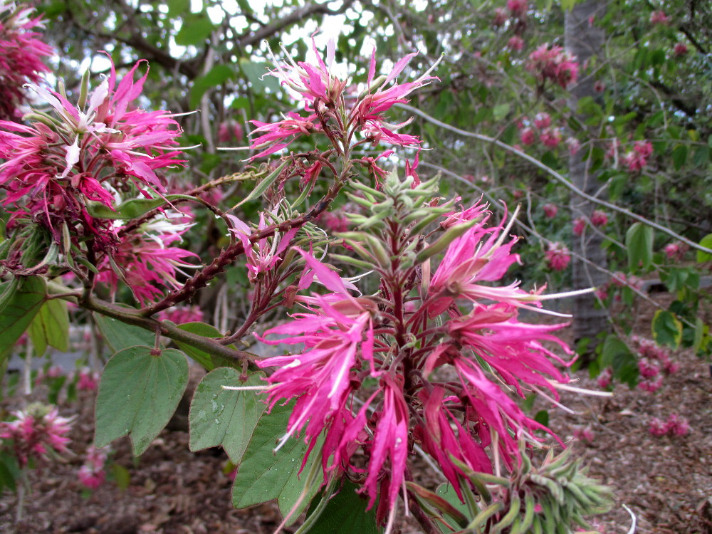 Image of Bauhinia divaricata specimen.