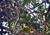 Citrus maxima. Часть ветви с плодами. Андаманские острова, окр. г. Порт-Блэр. 05.01.2015.
