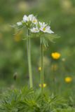 Anemonastrum fasciculatum. Верхушка цветущего растения. Адыгея, Майкопский р-н, плато Лаго-Наки, хр. Каменное море, субальпийский луг. 19.07.2015.