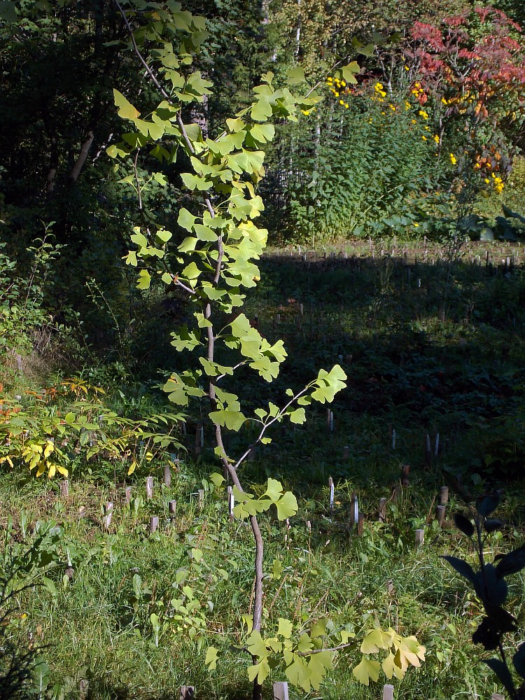 Image of Ginkgo biloba specimen.