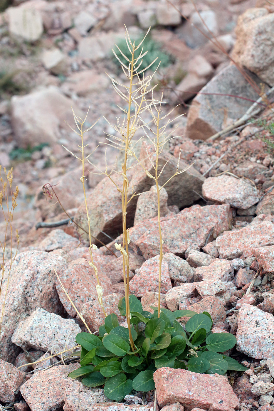 Image of Barbarea arcuata specimen.