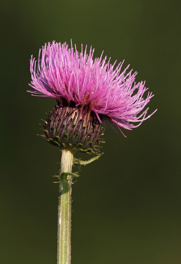 Image of Cirsium helenioides specimen.