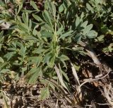 Potentilla orientalis