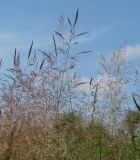 genus Agrostis