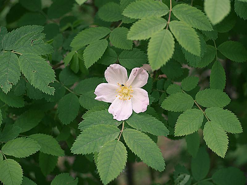 Image of Rosa acicularis specimen.