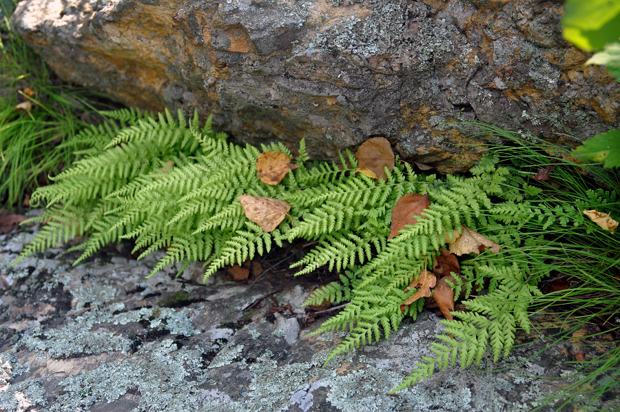 Image of Dennstaedtia hirsuta specimen.