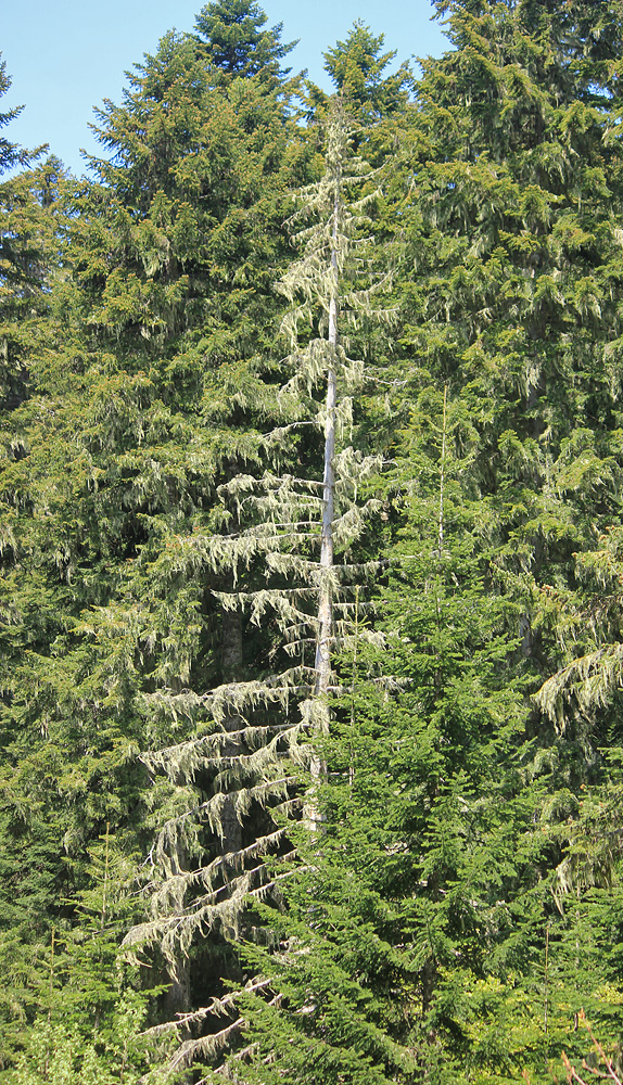 Image of Abies nordmanniana specimen.