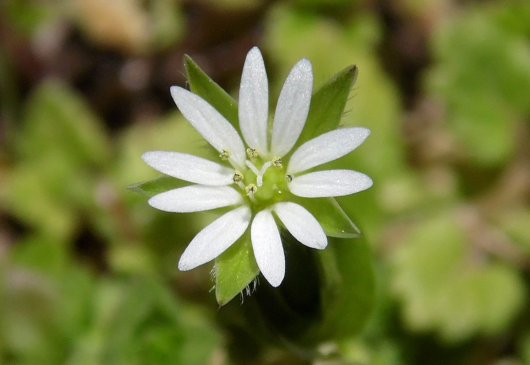 Image of Stellaria neglecta specimen.