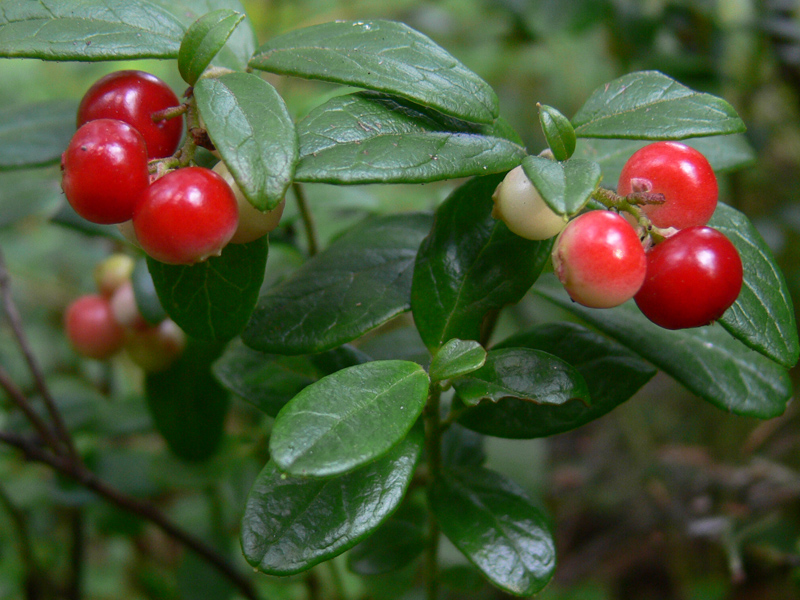 Image of Vaccinium vitis-idaea specimen.