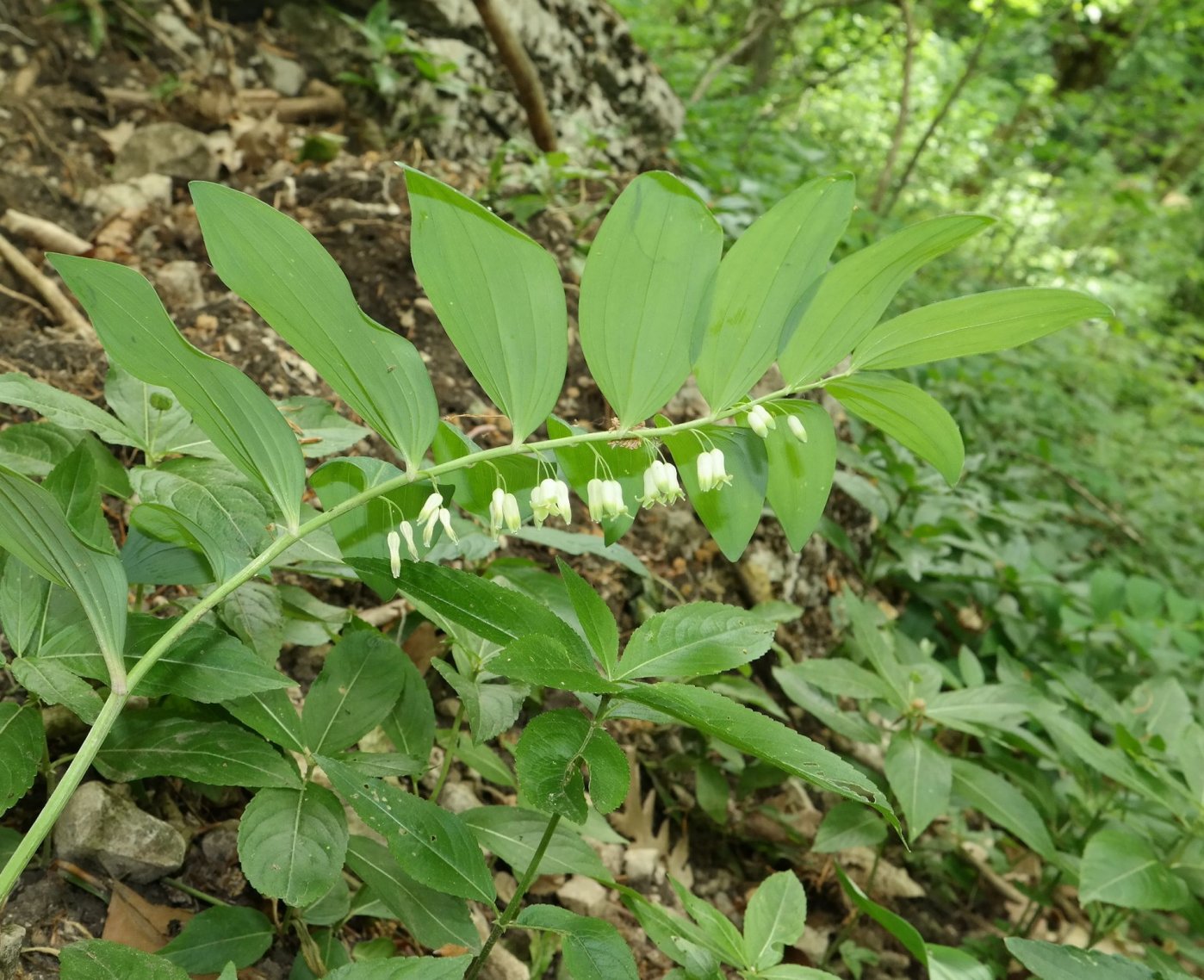 Image of Polygonatum orientale specimen.