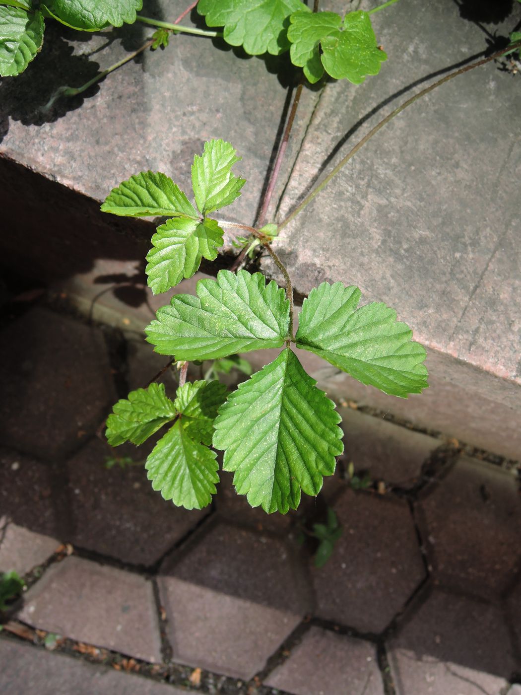 Image of Duchesnea indica specimen.