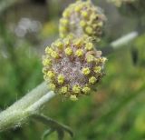 Artemisia splendens